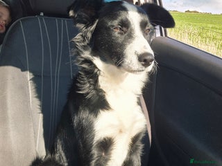Border Collie dogs for sale - Advert 1