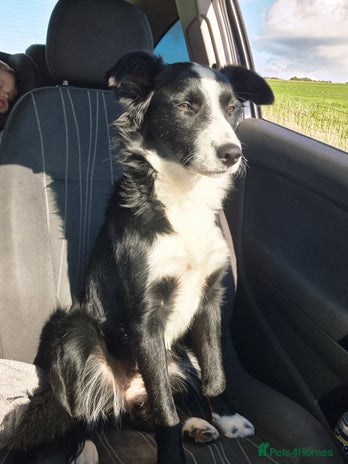 Border Collie dogs - Advert 1