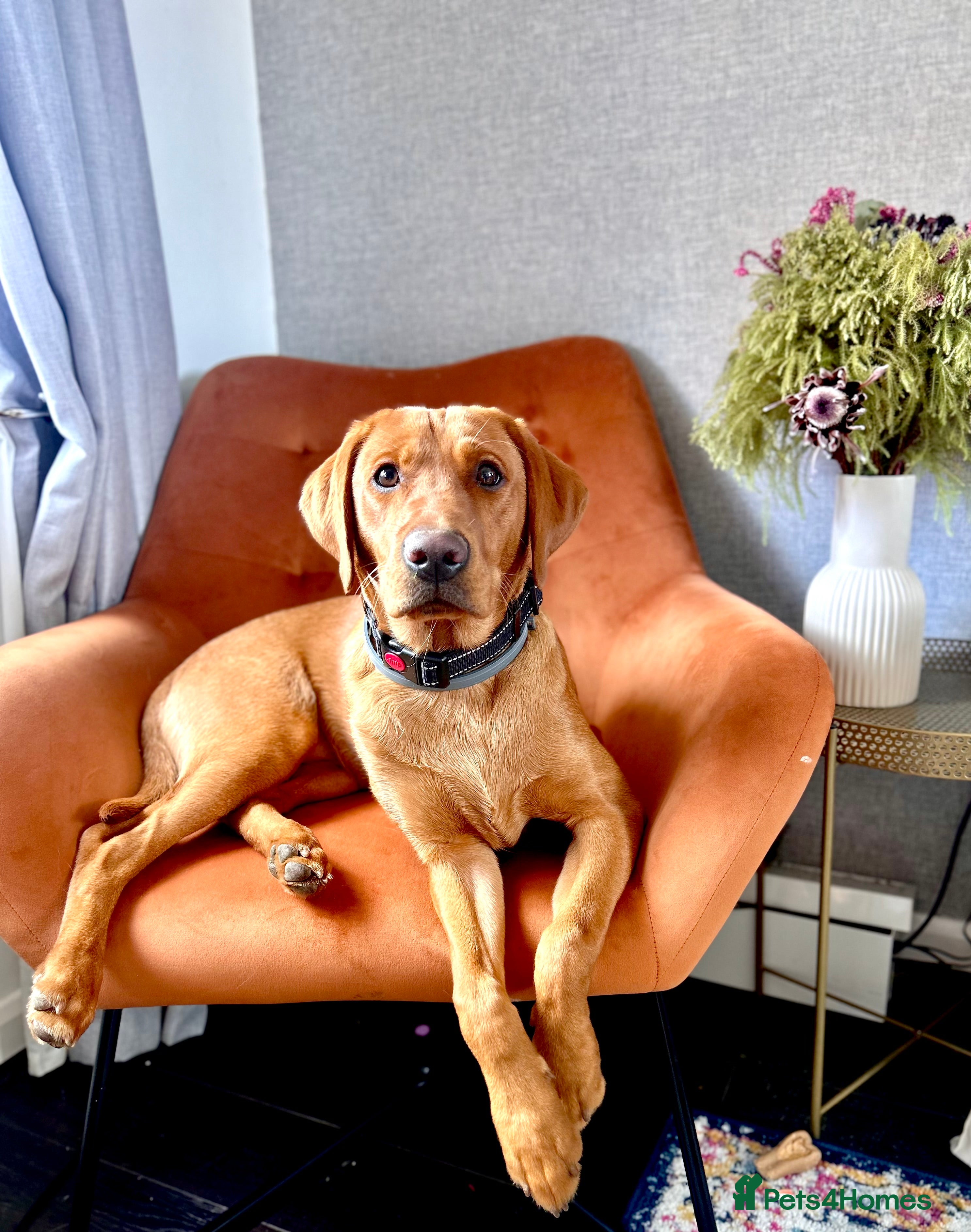 Labrador Retriever dogs Kc Labrador Retriever Red fox only 5 available  - Advert 8