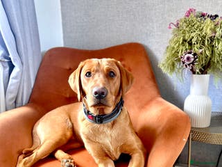 Labrador Retriever dogs Kc Labrador Retriever Red fox only 5 available - Advert 14