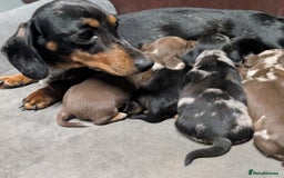 Miniature Dachshund dogs for sale: Quality KC/PRA clear Miniature Dachshund Puppies  - Image 7