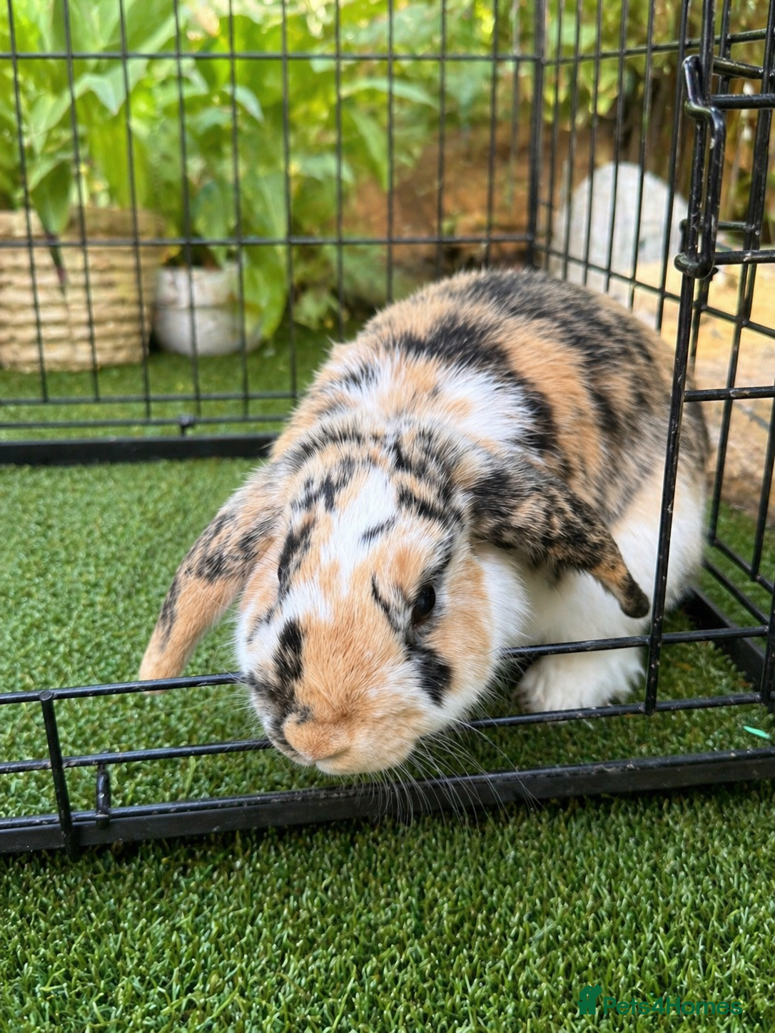 Sable rabbits for sale: Two Beautiful Bonded Female Rabbits  - Advert 2