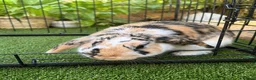 Sable rabbits for sale: Two Beautiful Bonded Female Rabbits  - Advert 7