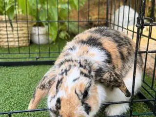 Sable rabbits for sale: Two Beautiful Bonded Female Rabbits - Advert 2