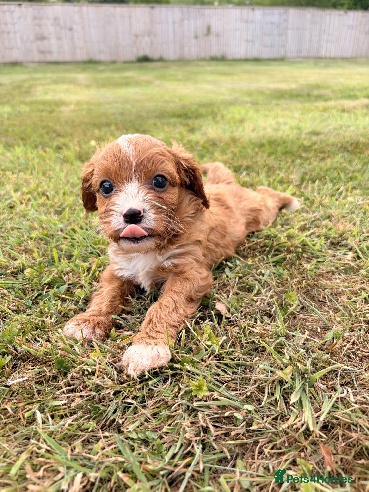 Cavapoo dogs Beautiful Cavapoo Litter of five for sale.  - Advert 9