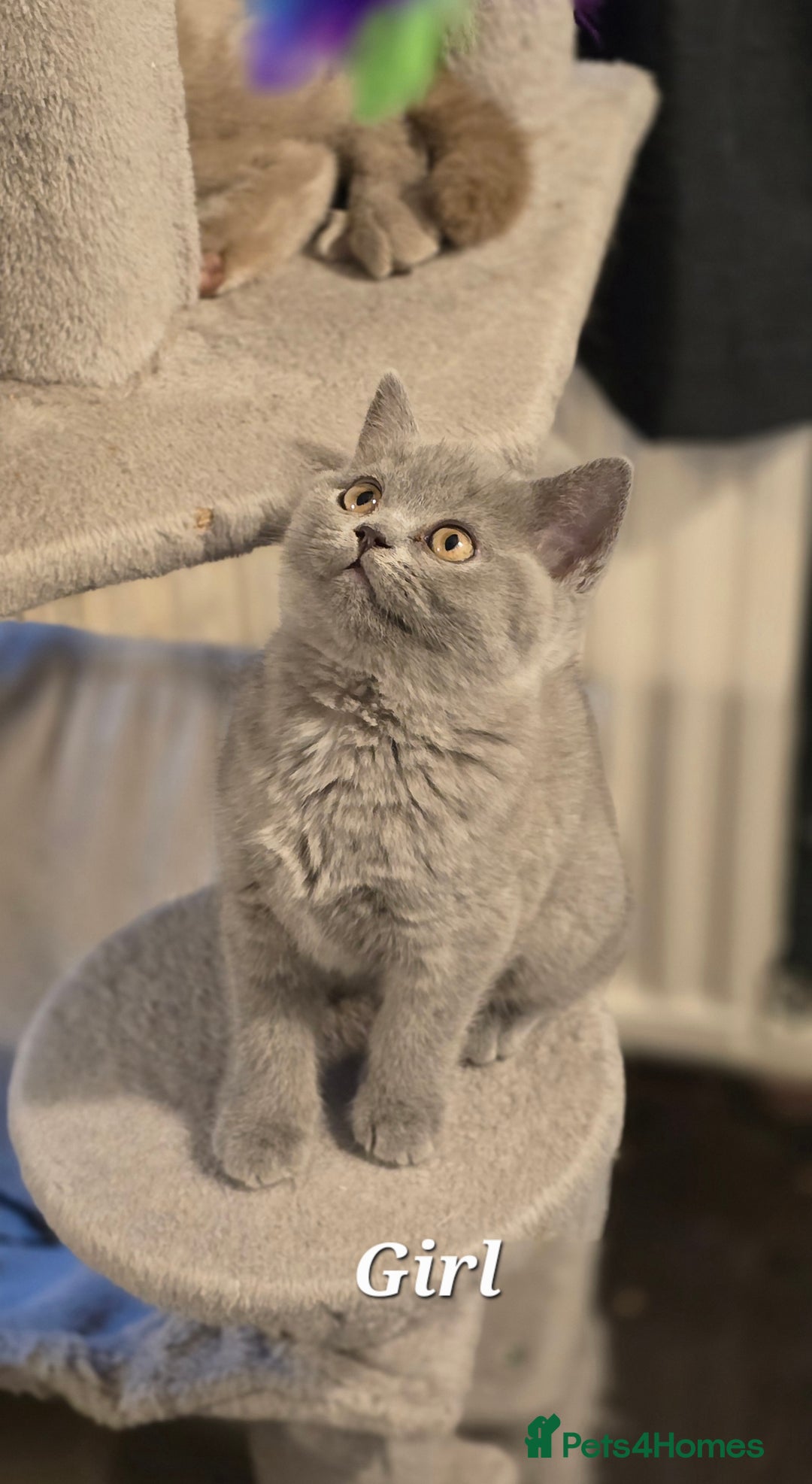 British Shorthair cats for sale: Gorgeous Britishshorthair kittens GCCF registered! - Advert 11