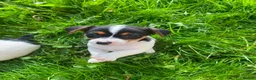 Jack Russell dogs for sale: Beautiful Jack Russell Girls Available  - Advert 3