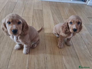 Cocker Spaniel dogs Golden Cocker Spaniel puppies - Advert 2