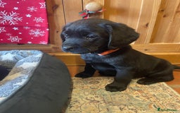 Springador dogs for sale: Beautiful Springador Puppies  - Advert 13