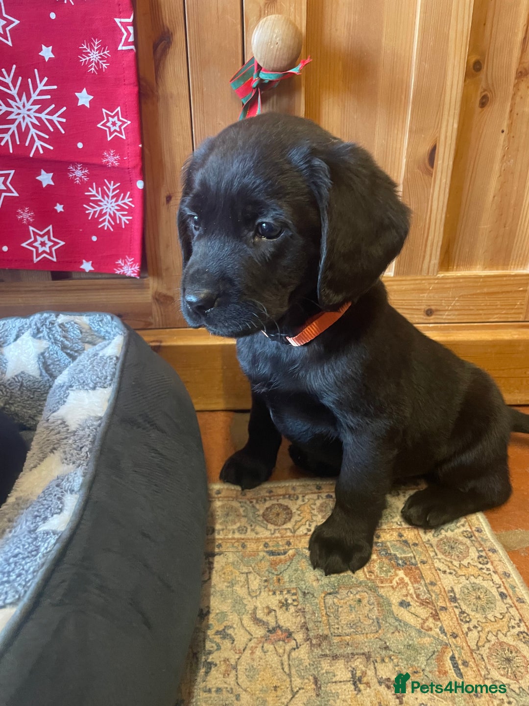 Springador dogs for sale: Beautiful Springador Puppies  - Advert 13