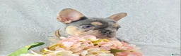 French Bulldog dogs for sale: ❣️REDUCED❣️Stunning Quality French Bulldog Puppies - Advert 11