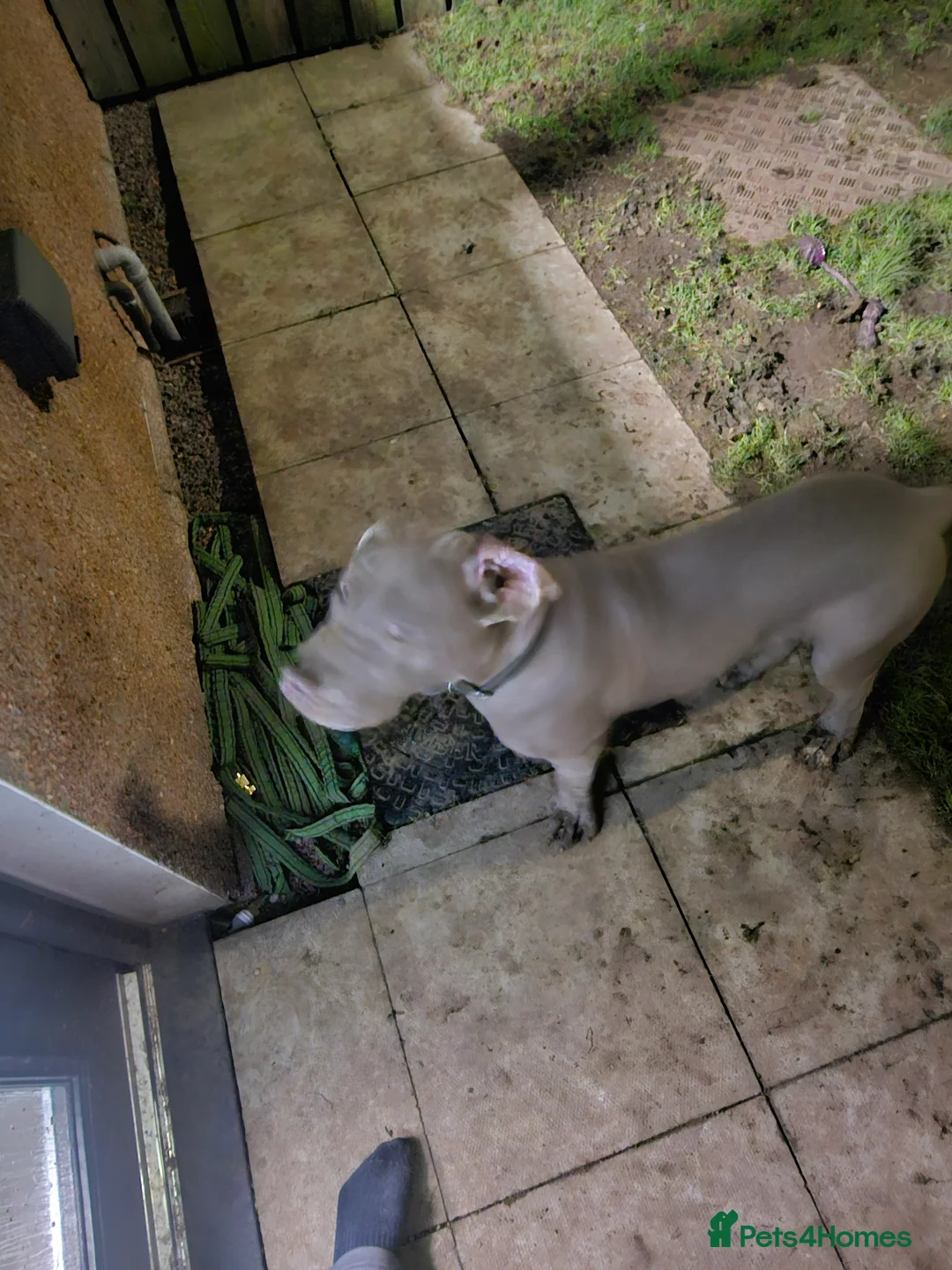 Mixed Breed dogs for sale: Male puppy for sale due to time wasters  - Advert 5