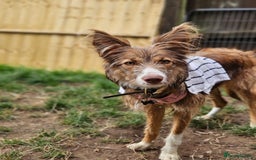 Border Collie dogs for sale: 8 Month Old Border Collie - Koa - Image 2