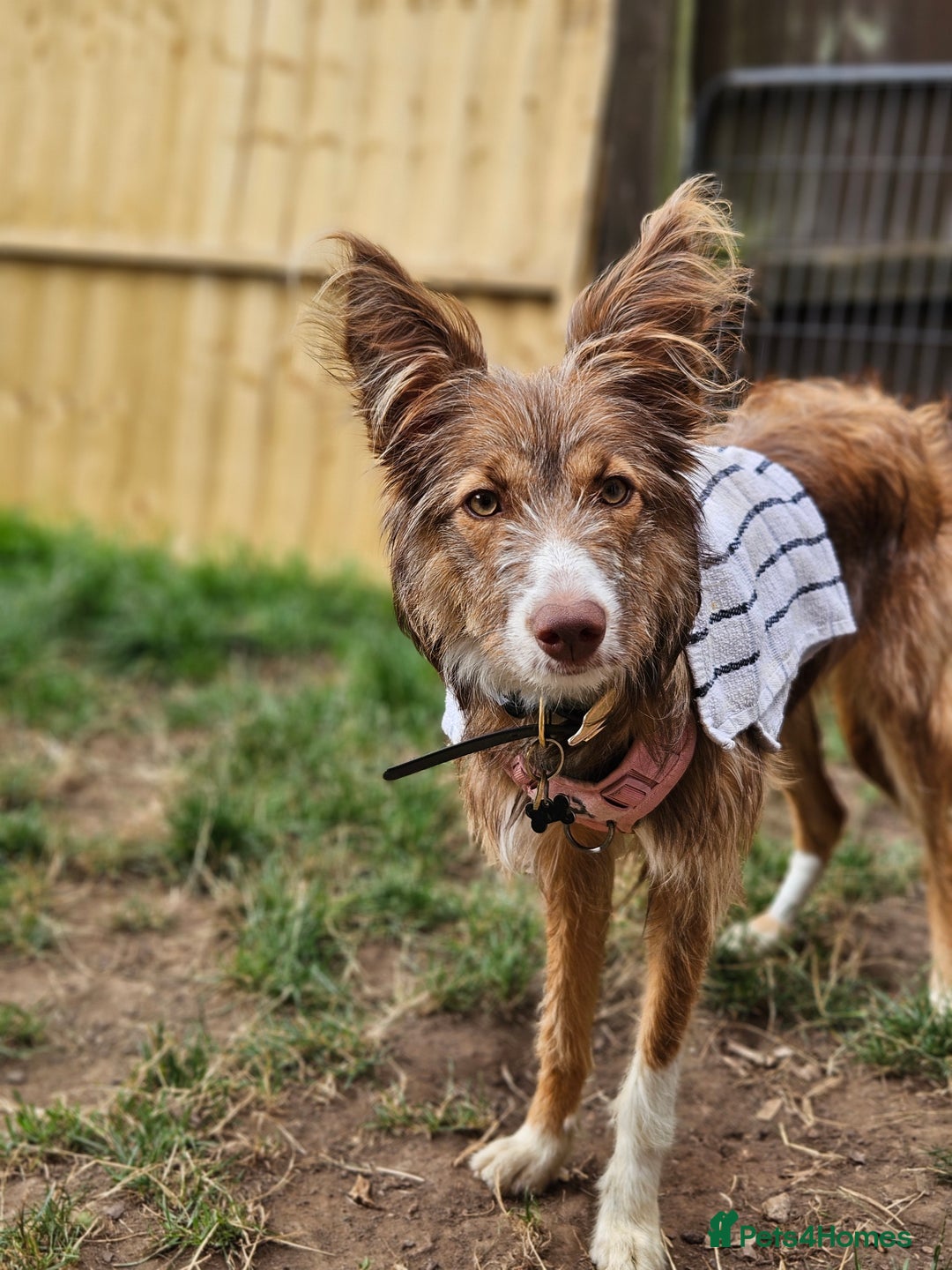 Border Collie dogs for sale: 8 Month Old Border Collie - Koa - Image 2