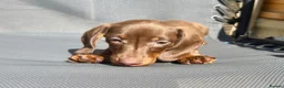 Miniature Dachshund dogs for sale: True miniature chocolate boy - Advert 3
