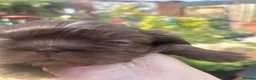 Shih Tzu dogs for sale: Imperial Shihtzu Chocolates - Advert 2