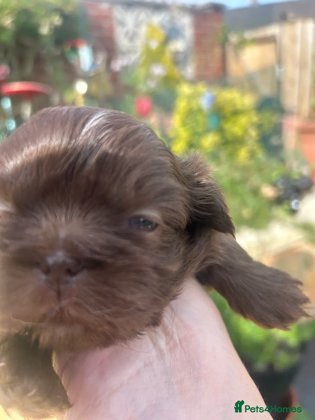 Shih Tzu dogs for sale: Imperial Shihtzu Chocolates - Advert 2