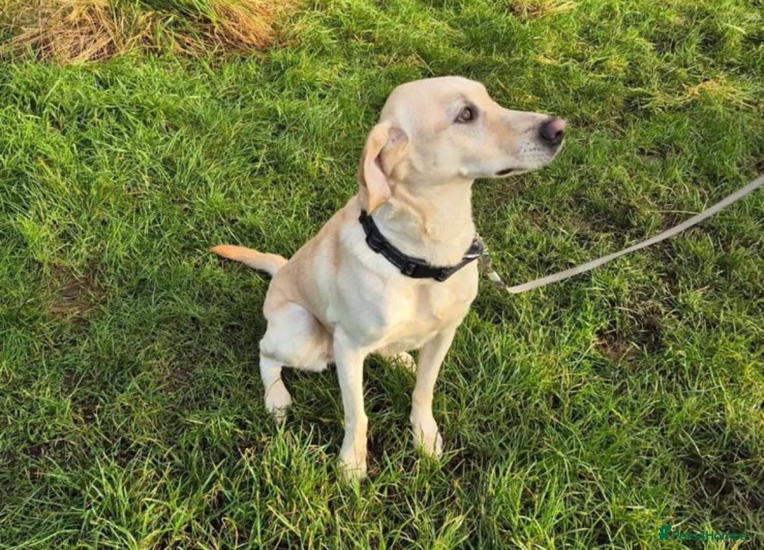 Labrador Retriever dogs for sale: Labrador Sad sale🥲 - Image 1
