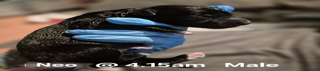 Neo 