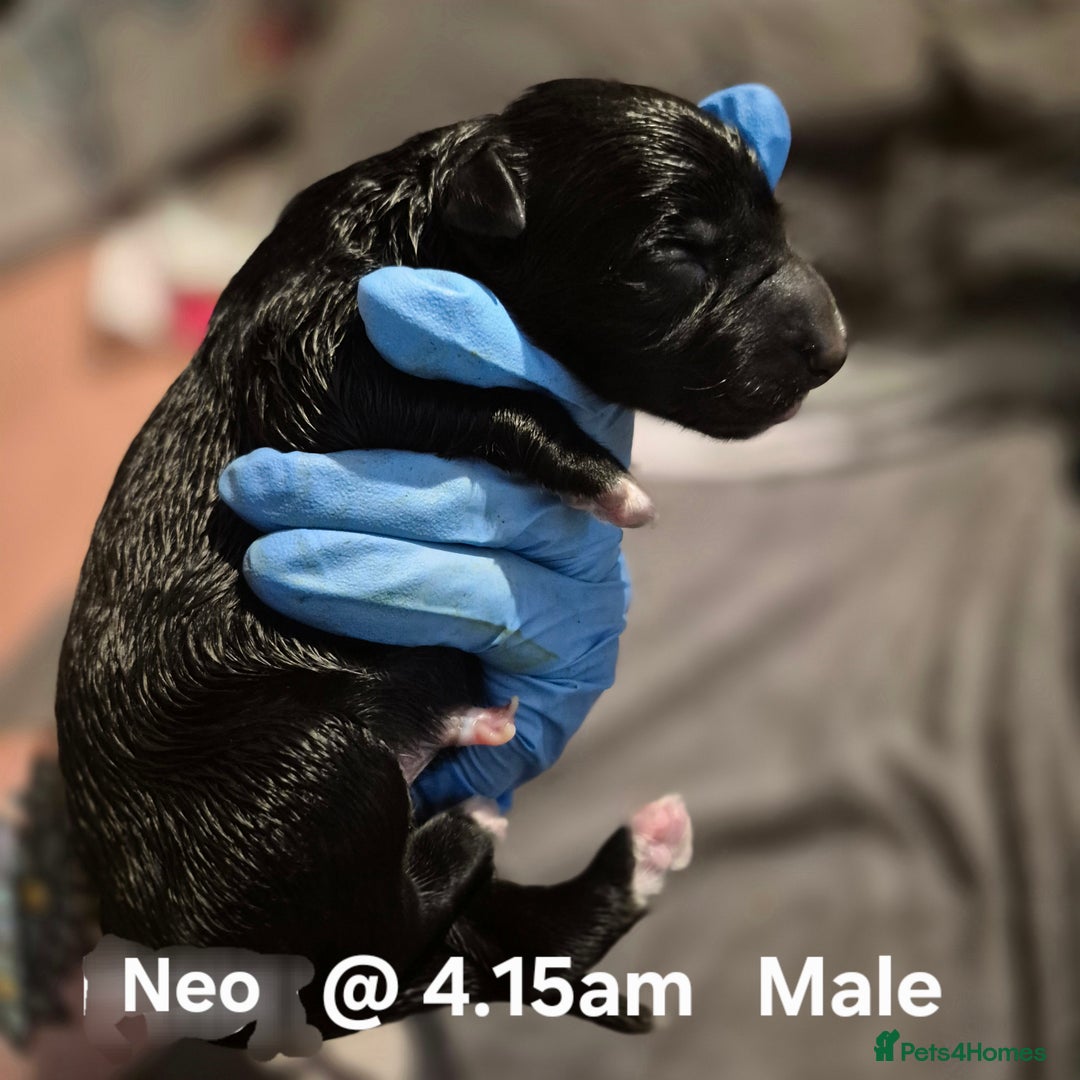 Border Collie dogs for sale: Border Collie pups - Image 11
