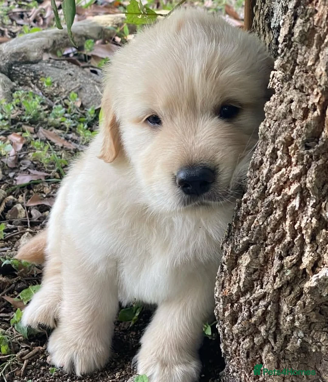 Golden Retriever dogs for sale: Golden retriever puppies  in Bognor Regis - Advert 9