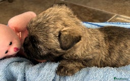 Cairn Terrier dogs for sale: CAIRN TERRIER PUPPIES - Advert 19