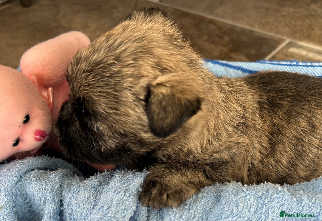 Cairn Terrier dogs for sale: CAIRN TERRIER PUPPIES - Advert 19