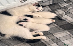 Mixed Breed cats for sale: Kittens available for sale with heterochromia - Image 11