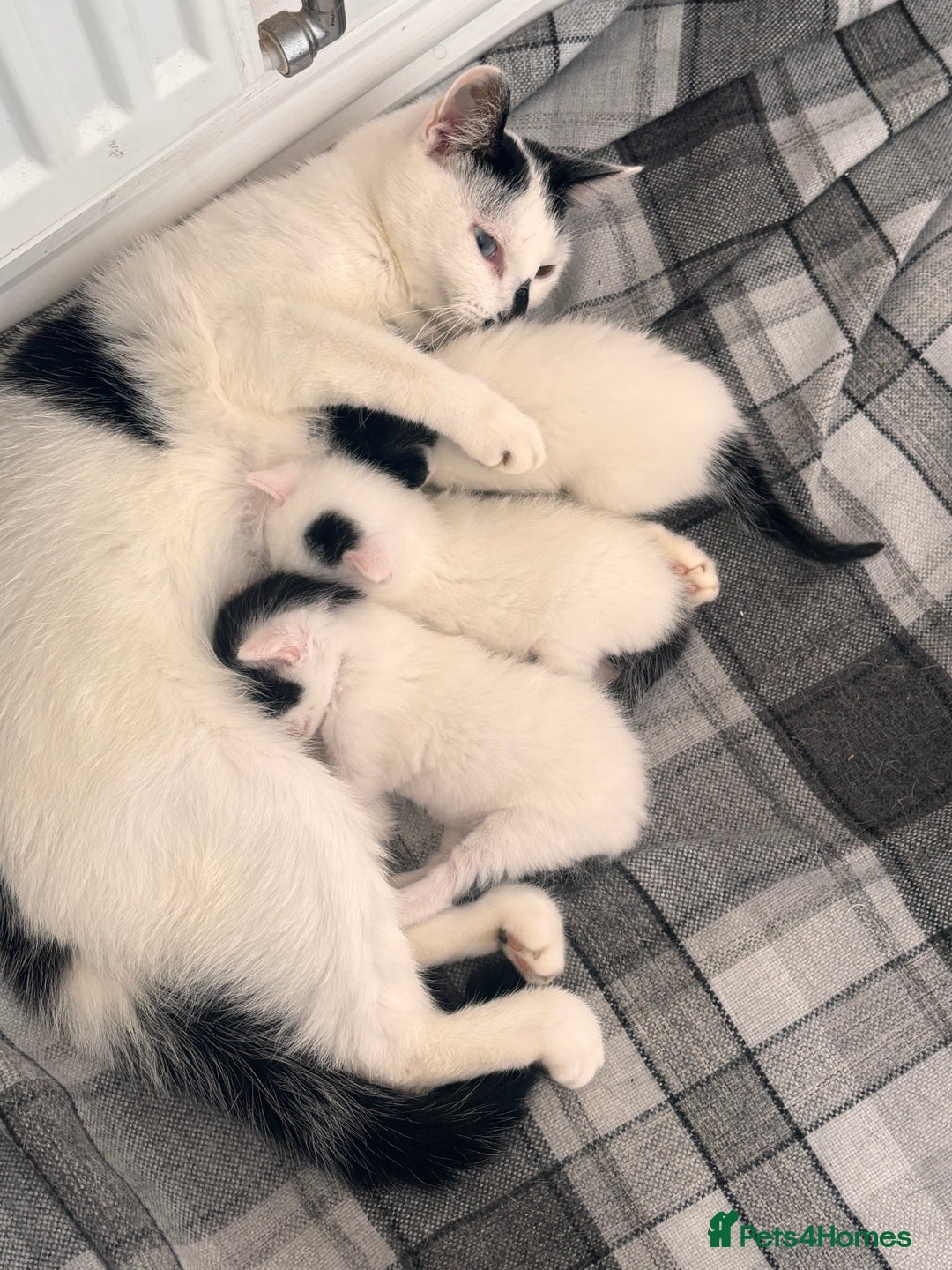 Mixed Breed cats for sale: Kittens available for sale with heterochromia - Image 11