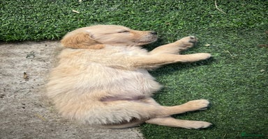 Golden Retriever dogs - Advert 12