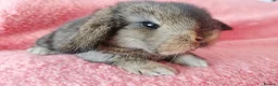 Mini Lop rabbits for sale: Baby mini lops for sale  - Advert 2
