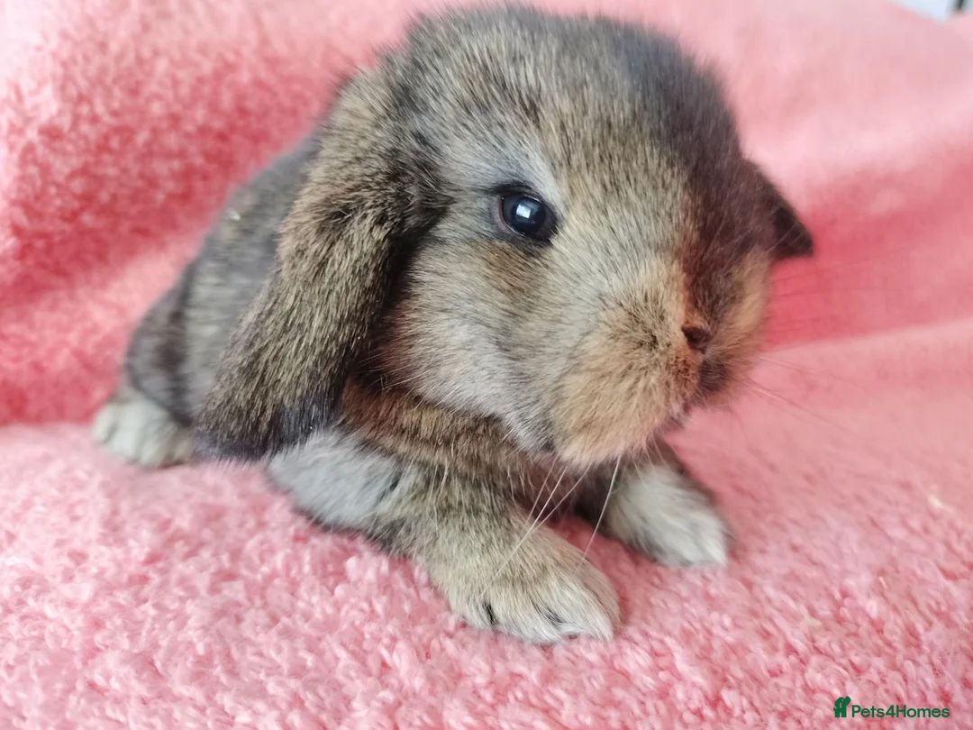 Mini Lop rabbits for sale: Baby mini lops for sale  - Advert 2