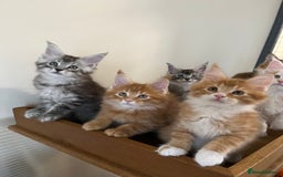 Maine Coon cats for sale: GCCF Pedigree Maine Coons  - Image 8