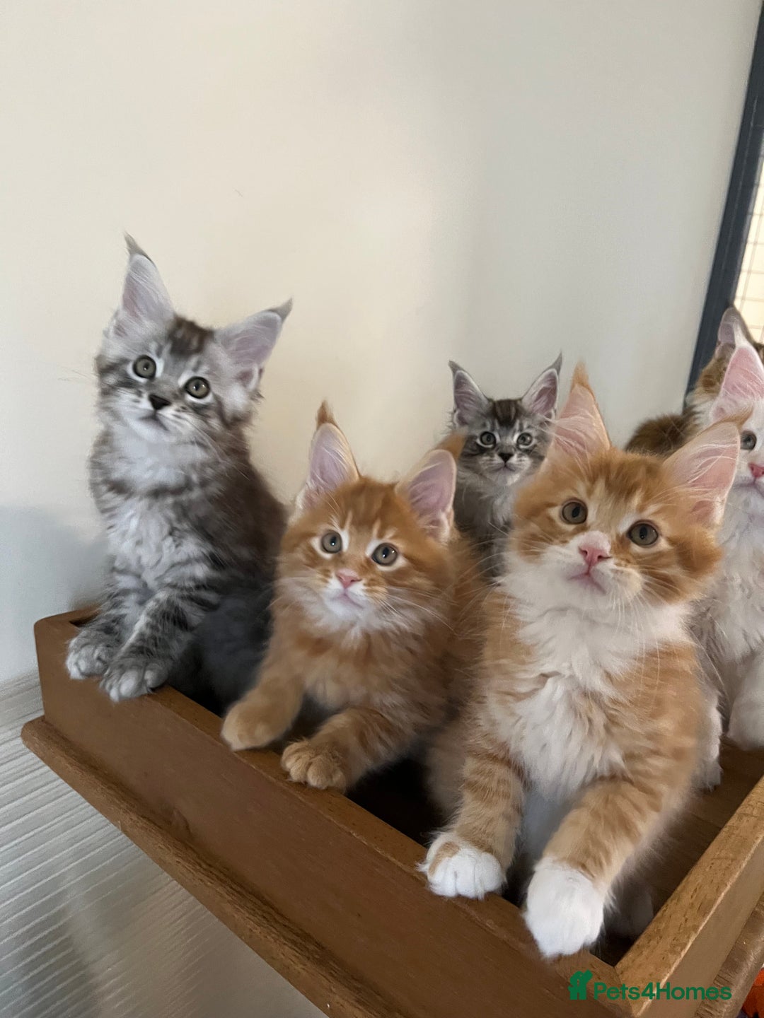 Maine Coon cats for sale: GCCF Pedigree Maine Coons  - Image 8