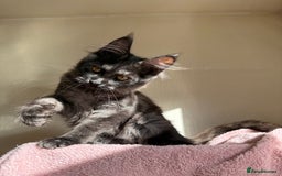 Maine Coon cats for sale: Pedigree GCCF Russian Import line Maine Coons - Image 9