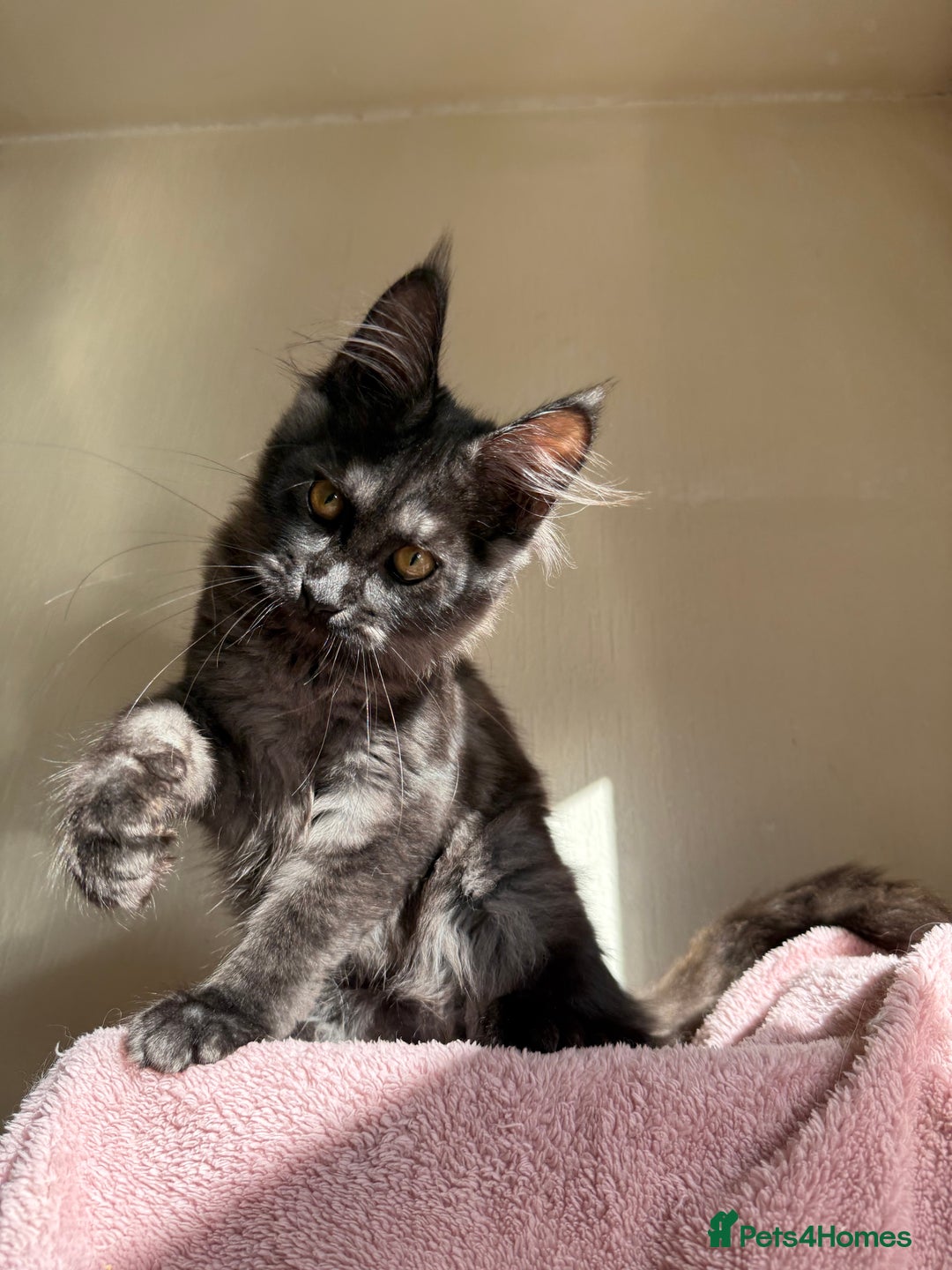 Maine Coon cats for sale: Pedigree GCCF Russian Import line Maine Coons - Image 9