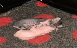 Sphynx cats for sale: ✨ Adorable Elf Sphynx Kittens ✨ - Image 3