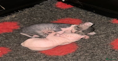 Sphynx cats - Advert 3