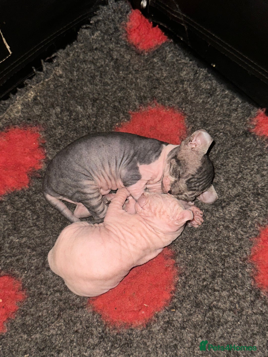 Sphynx cats for sale: ✨ Adorable Elf Sphynx Kittens ✨ - Image 3