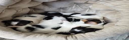 Biewer Terrier dogs for sale: Biewer terrier puppies in Burton-on-Trent - Advert 1