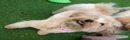 Maltipoo dogs for sale: Gorgeous maltipoo puppies  - Advert 8