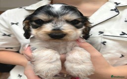 Cocker Spaniel dogs for sale: Stunning Show cocker spaniel puppies Health tested - Image 8