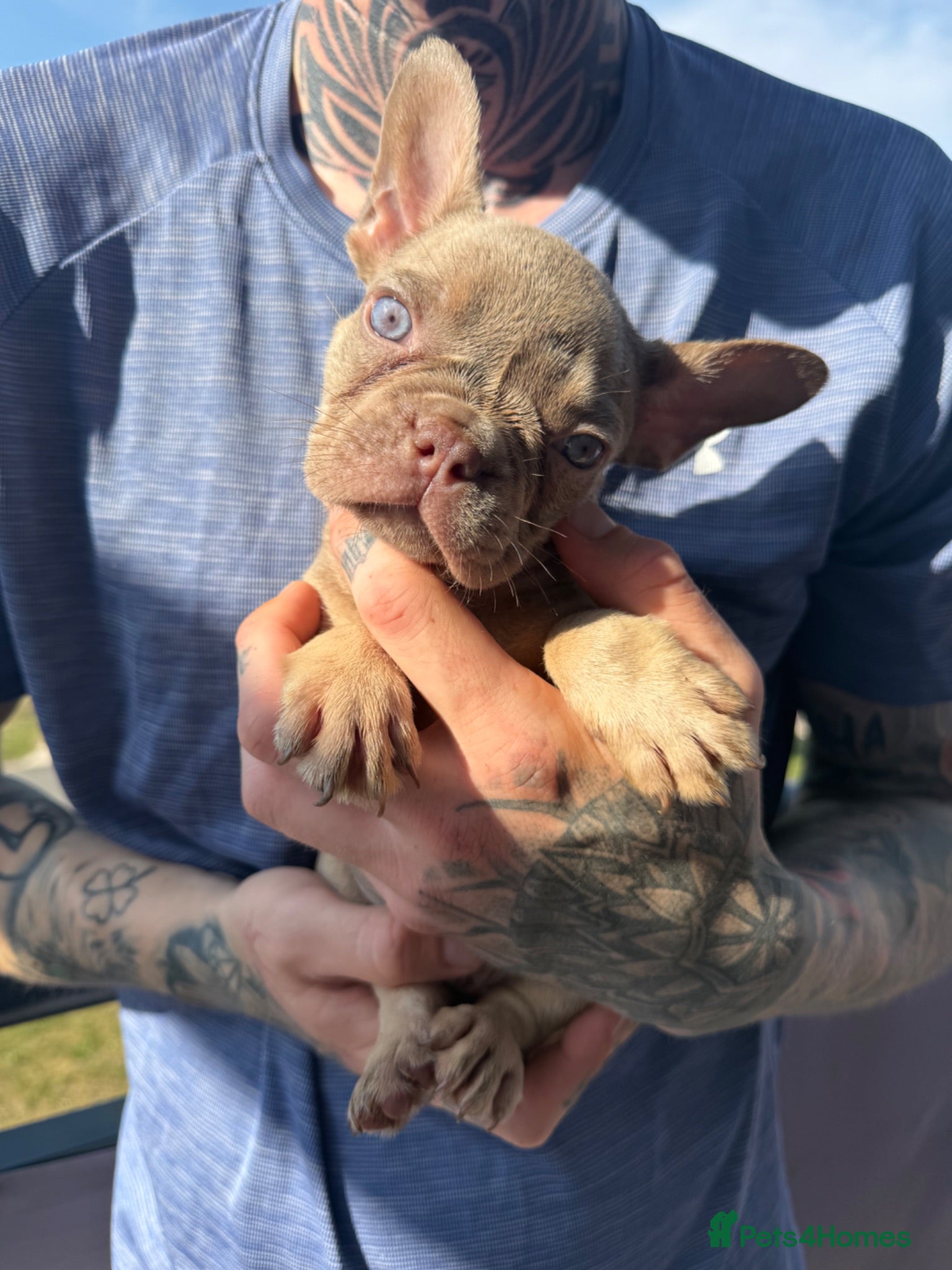 French Bulldog dogs *Only 2 luxury French Bulldogs left*  - Advert 18