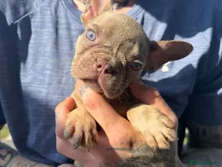 French Bulldog dogs *Only 2 luxury French Bulldogs left* - Advert 1