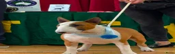 English Bull Terrier dogs for sale: 1 pure white male outstanding pedigree  - Advert 11
