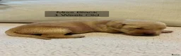 Golden Retriever dogs for sale: Adorable Home Raised KC Reg, Golden Retriever Pups - Advert 5