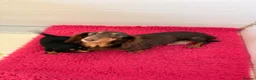 Miniature Dachshund dogs for sale: Minature Dachshund Puppies - Advert 2