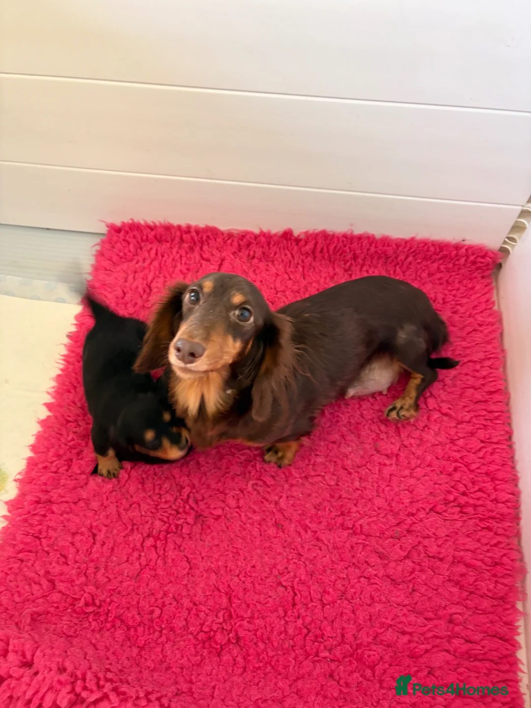 Miniature Dachshund dogs for sale: Minature Dachshund Puppies - Advert 2