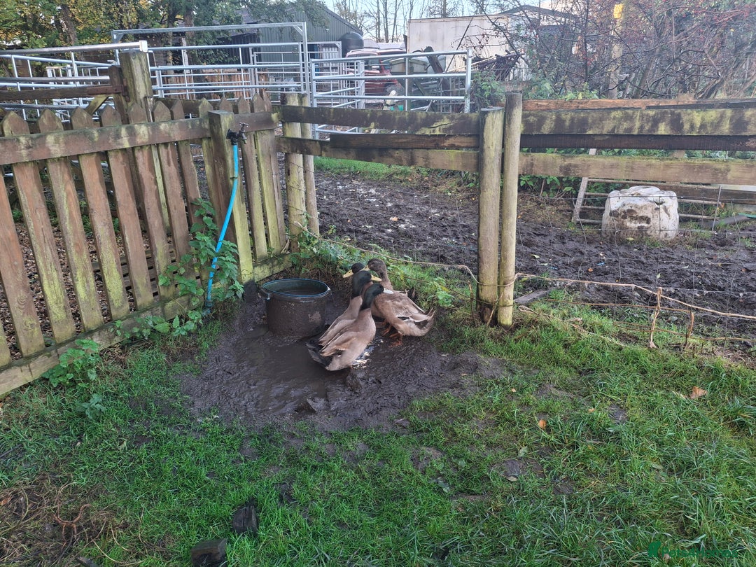 Ducks poultry for sale: 3 KAHKI CAMPBELL DRAKES for sale - Image 3