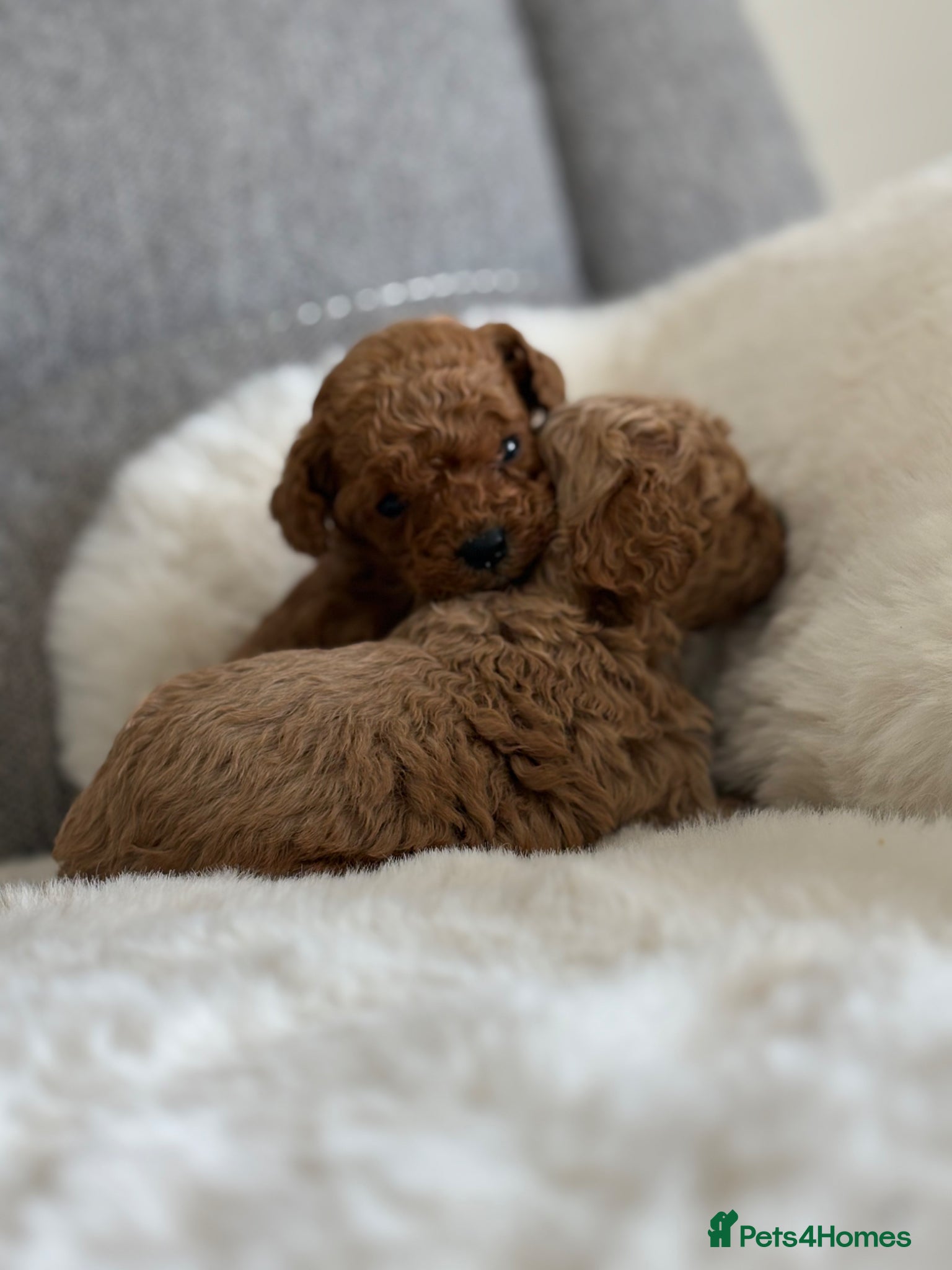 Cockapoo dogs True miniature F1b cockapoos - Advert 18